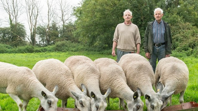 farmer tending their flock