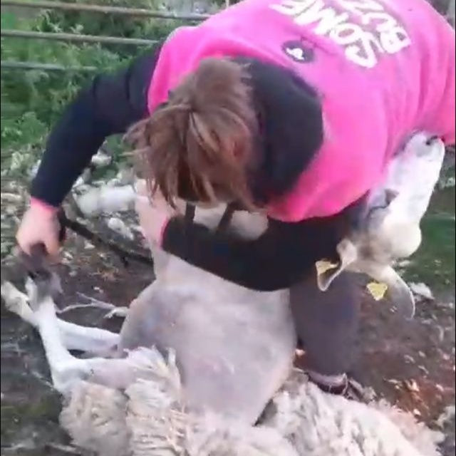 farmer tending their flock